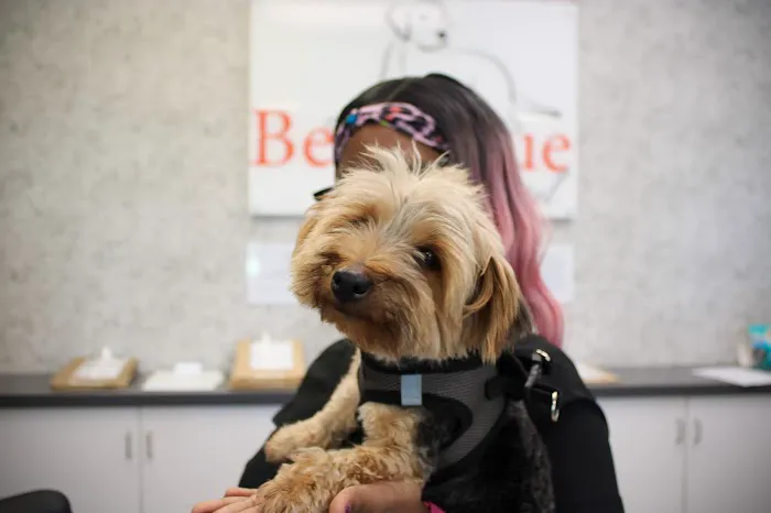 Benvenue Animal Hospital 12