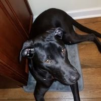 Banfield Pet Hospital ico