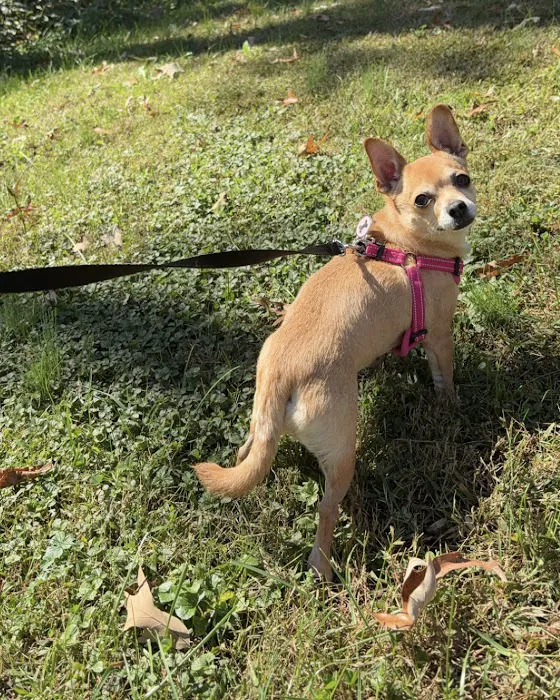 Animal Urgent Care Tri-State 12