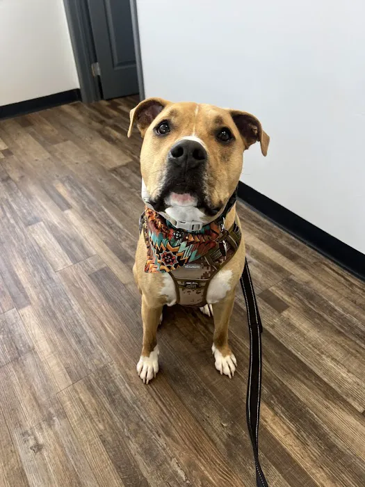 Animal Urgent Care Tri-State 12
