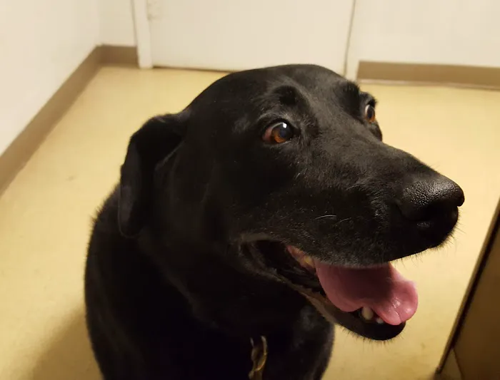 Harrogate Hospital for Animals 12