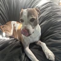 Rowland Veterinary Services Inc ico