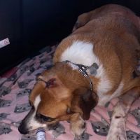 La Follette Veterinary Services ico