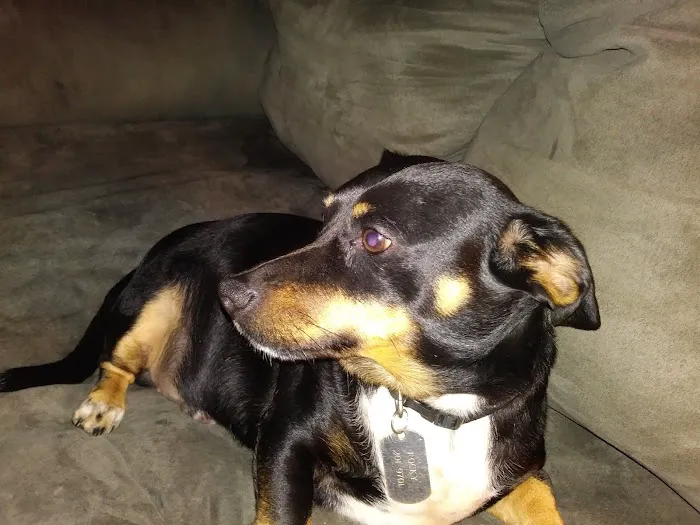 Animal Hospital of Campbell County 12