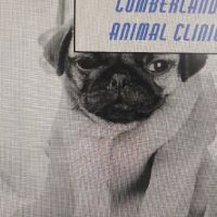 Cumberland Animal Clinic ico