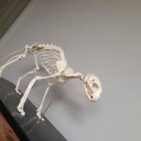 Brookview Animal Health Center ico