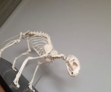 Brookview Animal Health Center