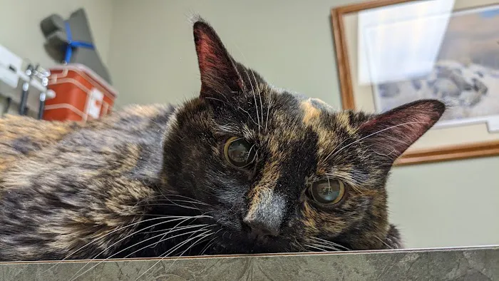 Brookview Animal Health Center 4