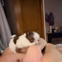 Animal Medical Hospital ico
