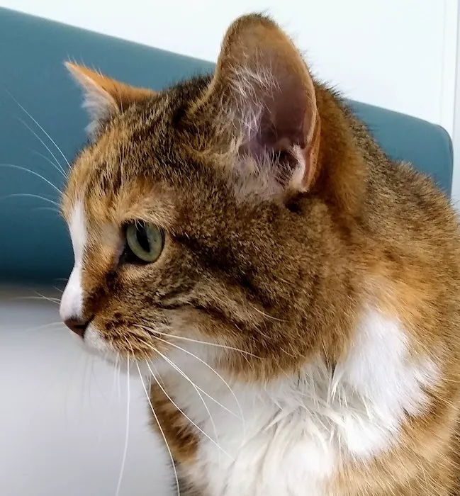 Animal Medical Hospital 9