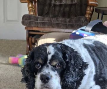 Mason City Pet Clinic