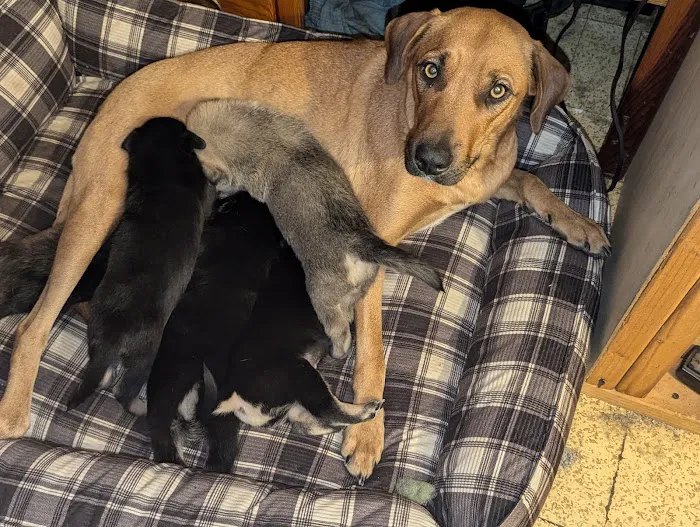 Clear Lake Veterinary Hospital 1