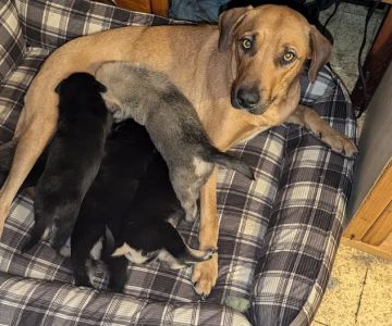 Clear Lake Veterinary Hospital