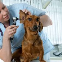 Timberlane Animal Hospital ico