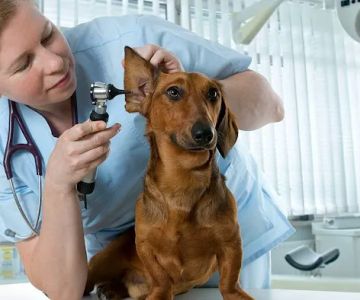 Timberlane Animal Hospital