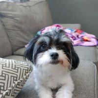 Eldora Veterinary Care ico