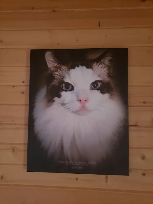 All Pets Veterinary Hospital 12