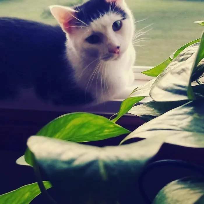 All Pets Veterinary Hospital 12