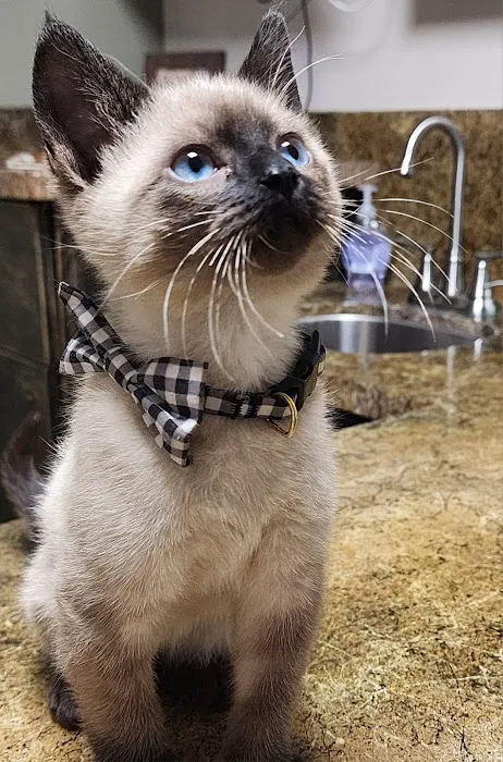 The Hometown Veterinarian 5