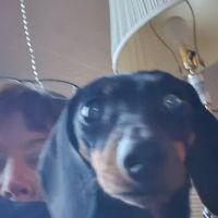 Animal Medical Clinic ico