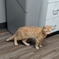 Ohio Valley Animal Care Center ico