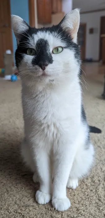 Tiffany Dlesk Spay-Neuter Clinic 2