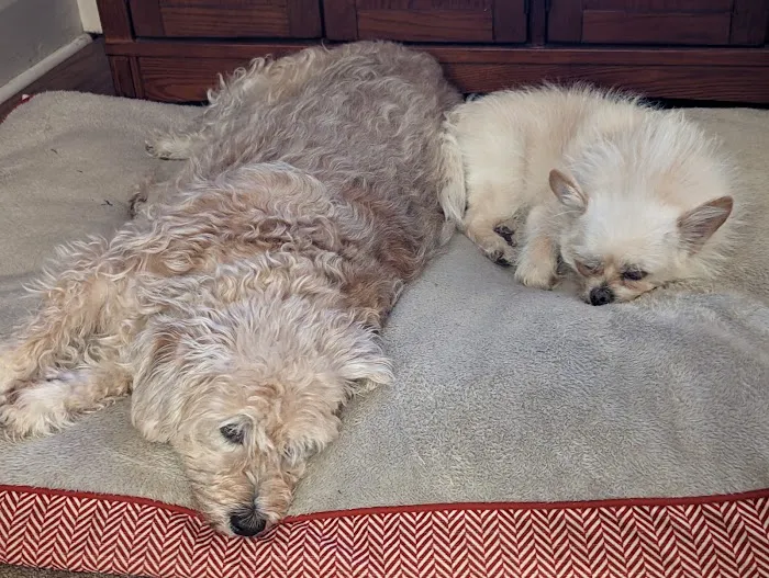 Glendale Animal Hospital Inc 12
