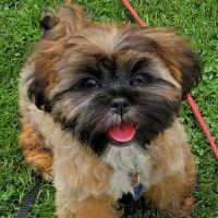Glendale Animal Hospital Inc ico