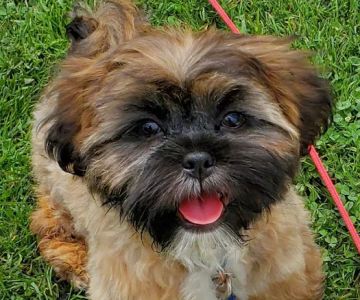 Glendale Animal Hospital Inc