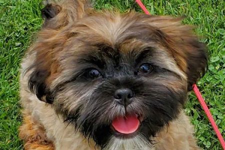 Glendale Animal Hospital Inc