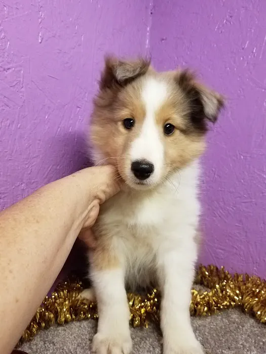 Springhill Animal Clinic 7