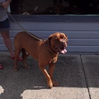 Twin City Veterinary Outpatient Clinic ico