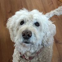 St Kitts Veterinary Clinic ico