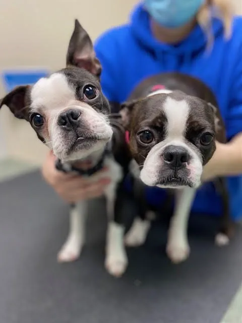 VCA Green Animal Hospital 2