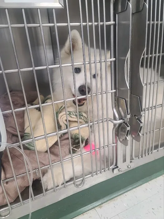 VCA Green Animal Hospital 10