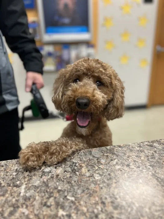 VCA Green Animal Hospital 4