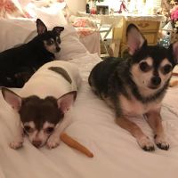 Uniontown Veterinary Clinic ico