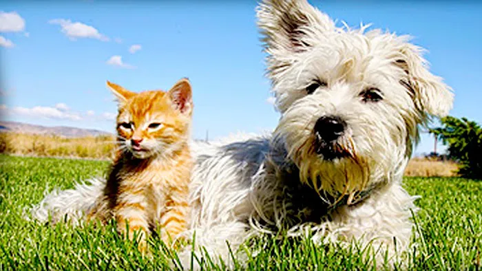 Uniontown Veterinary Clinic 7