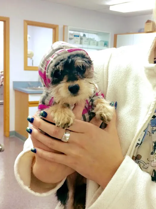 Stark Animal Hospital 12