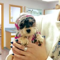Stark Animal Hospital ico