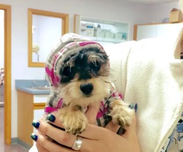 Stark Animal Hospital