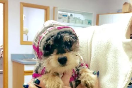 Stark Animal Hospital