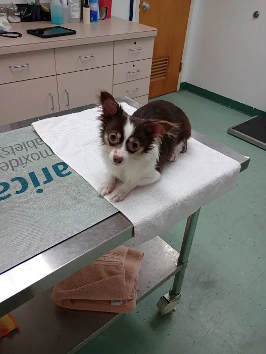 AlterClinic Animal Care 12