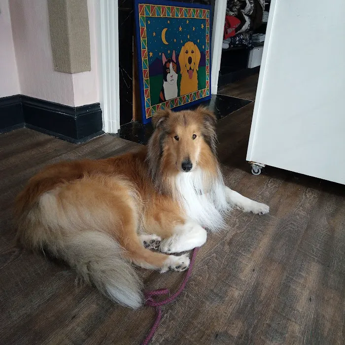 Nose To Tail Veterinary Clinic 9