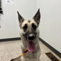 Market North Veterinary Hospital ico