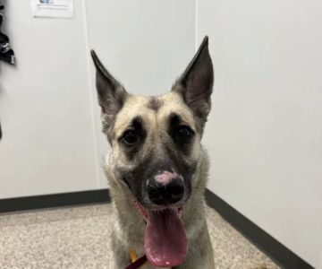 Market North Veterinary Hospital