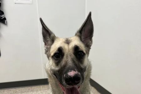 Market North Veterinary Hospital