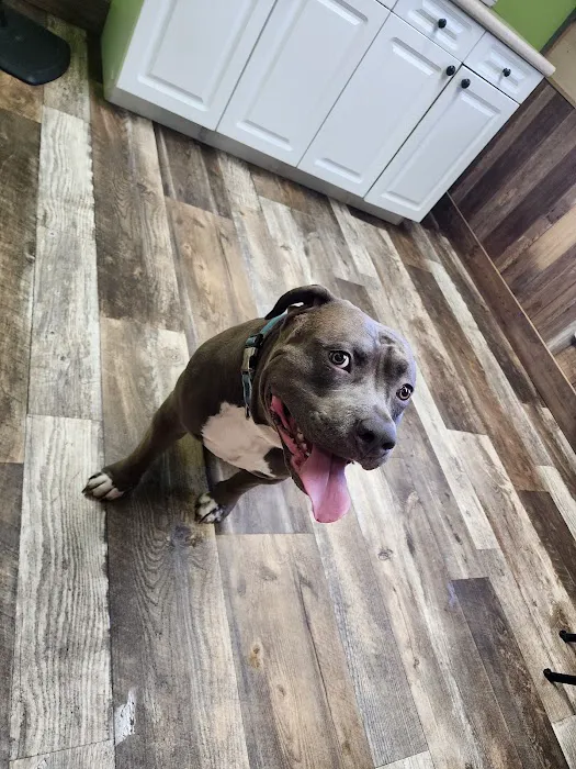 Red Star Veterinary Clinic 12