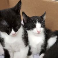 Hometown Veterinary Services ico