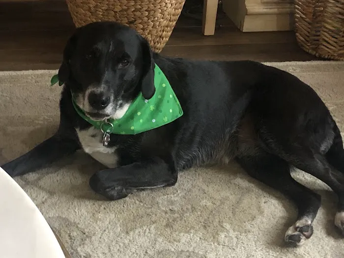 Banfield Pet Hospital 12